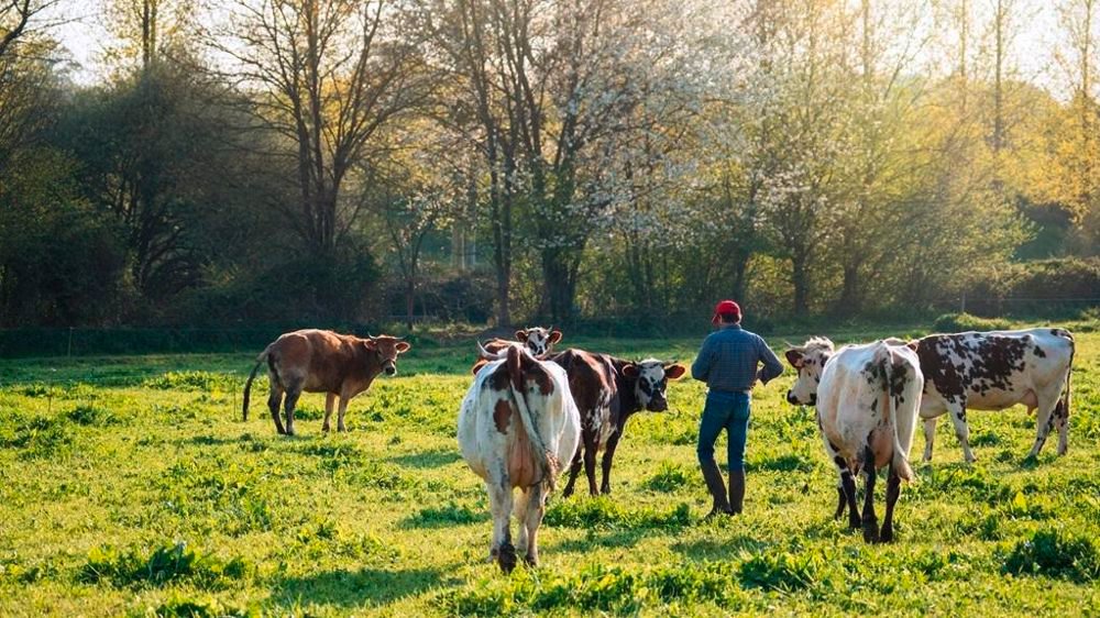 troupeau vaches